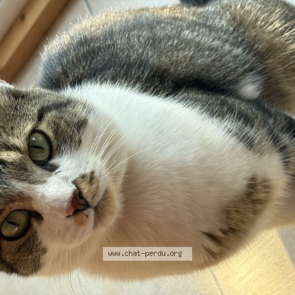 Photo de chat perdu à Courtillers