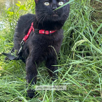 Photo 1/1 onyx Chat perdu à Fontaine Les Luxeuil