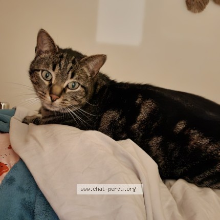 Photo de chat perdu à Ramonville Saint Agne