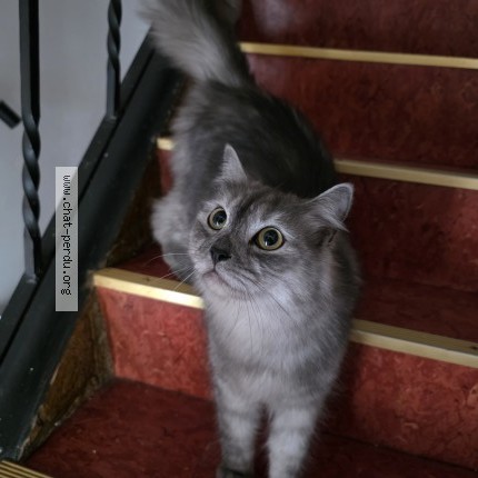 Photo 1/1 Luna Chat perdu à Lasauvage