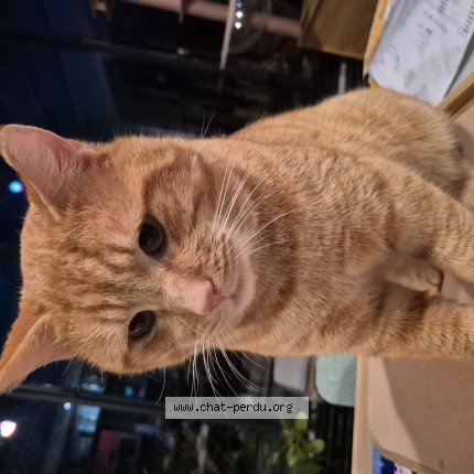 Photo de chat perdu à Brunoy