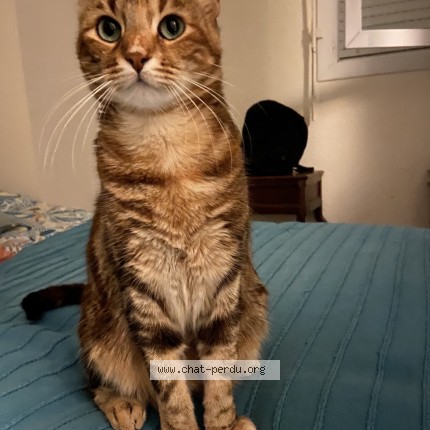 Photo de chat perdu à Bassussarry
