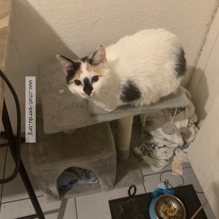 Photo 1/1 couki Chat perdu à Toulouse