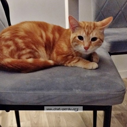 Photo 1/1 Chat retrouvé Perdu à Le Havre
