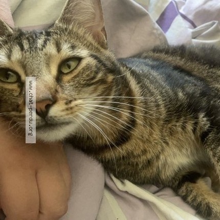 Photo de chat perdu à Brotte Les Luxeuils