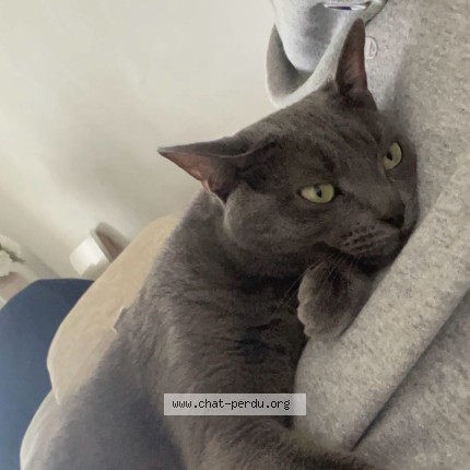 Photo 2/3 Rom&eacute;o Chat perdu à Montpellier