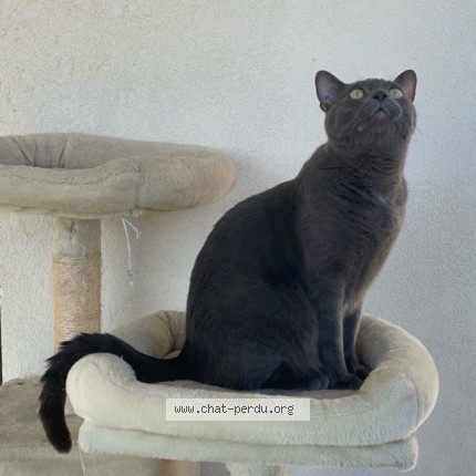 Photo 3/3 Roméo Chat perdu à Montpellier