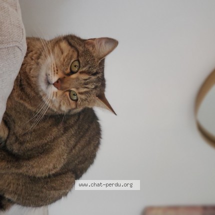 Photo de chat perdu à Ploeren