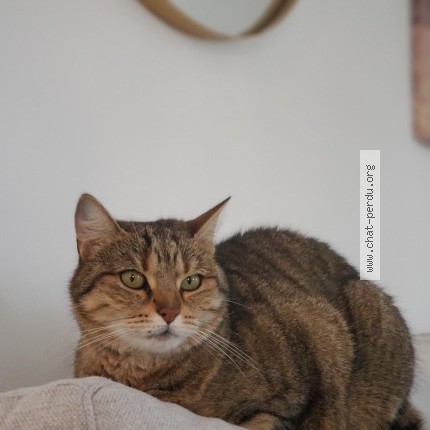 Photo 1/1 Chat retrouvé Perdu à Ploeren