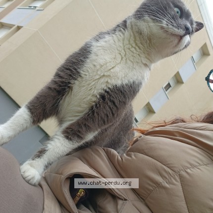 Photo de chat perdu à Bourg Saint Andeol