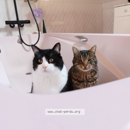Photo de chat perdu à Pleurtuit