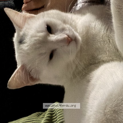 Photo 1/1 pépito Chat perdu à Mauves Sur Loire