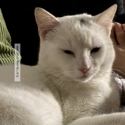 Photo 1/1 pépito Chat perdu à Mauves Sur Loire
