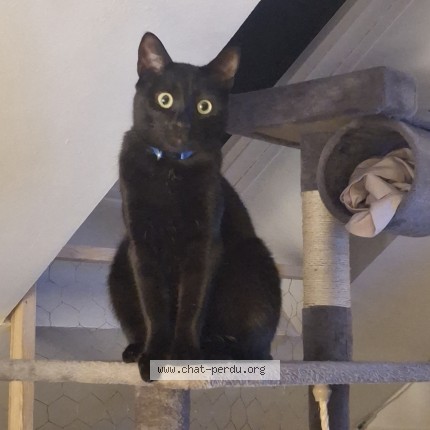 Photo de chat perdu à Amiens