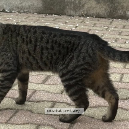 Photo de chat perdu à Talence