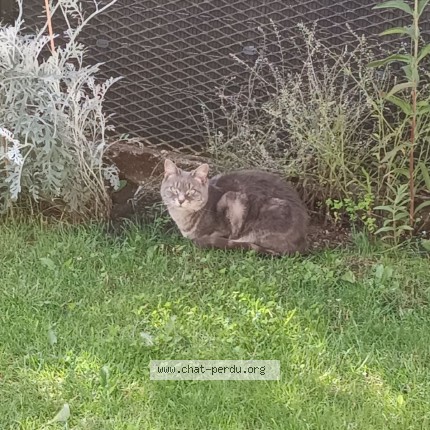 Photo de chat perdu à Hirson