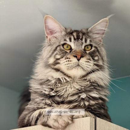 Photo de chat perdu à Vernegues