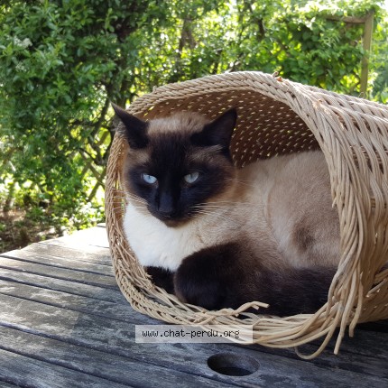Photo de chat perdu à Grenade Sur L Adour