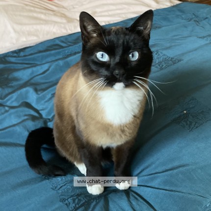 Photo 1/1 Chat retrouvé Perdu à Brest