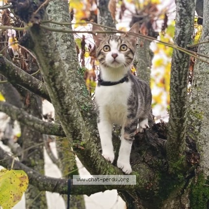 Photo de chat perdu à Saint Cyr Sur Loire