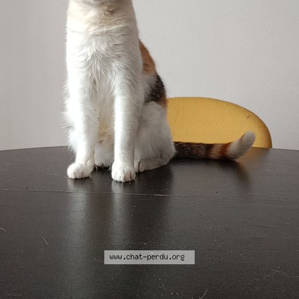 Photo de chat perdu à 86 Vienne