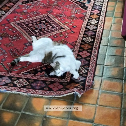 Photo 1/1 POM'RY Chat perdu à Faulquemont