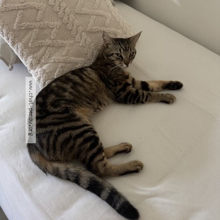 Photo 1/1 SIMBA Chat perdu à Vitry Sur Seine