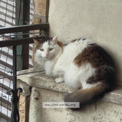 Photo 1/1 Chat retrouvé Perdu à Saint Denis