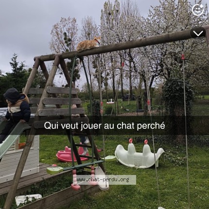 Photo de chat perdu à Louailles