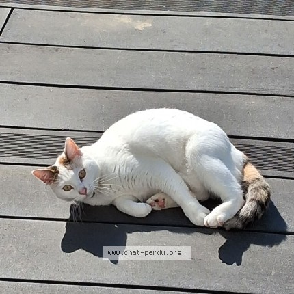 Photo 1/1 Chat retrouvé Perdu à Saulcy Sur Meurthe