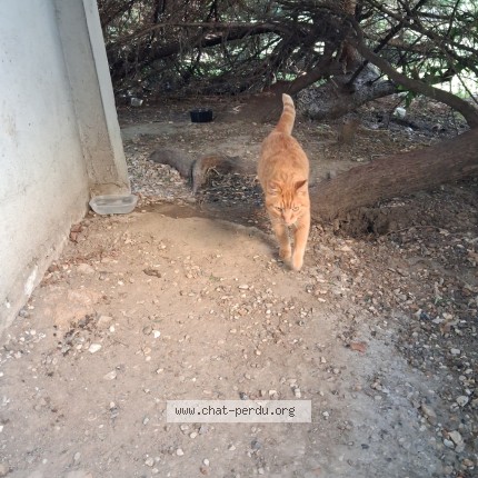 Photo 1/1 Chat trouvé Trouvé à Saint Denis