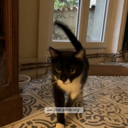 Photo de chat perdu à Lyon