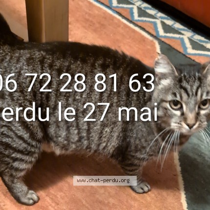 Photo 1/1 michket Chat perdu à Bourges