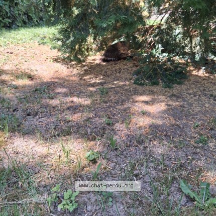 Photo 1/1 Chat trouvé Trouvé à Saint Denis