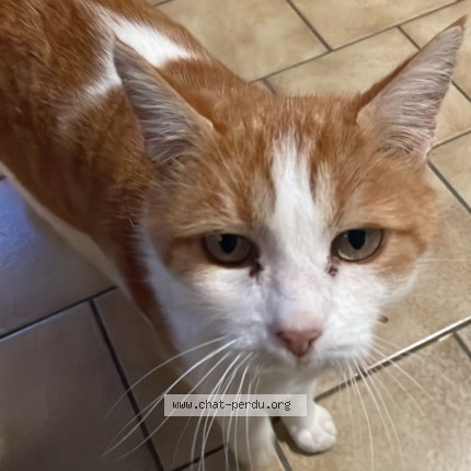 Photo de chat perdu à Valence