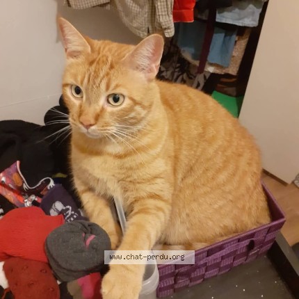 Photo de chat perdu à Berck Sur Mer