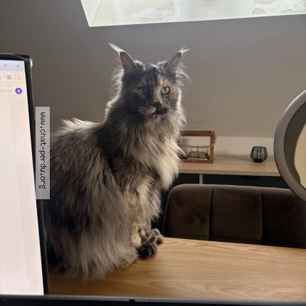 Photo de chat perdu à Amiens