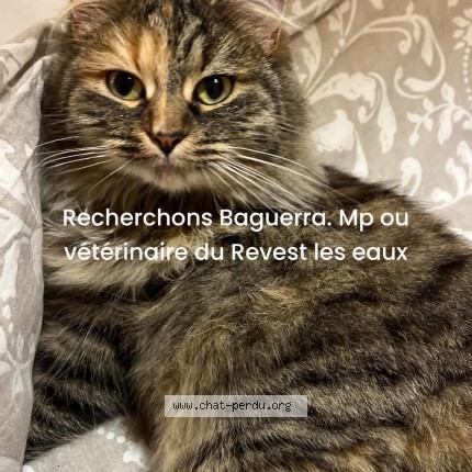 Photo de chat perdu à Le Revest Les Eaux