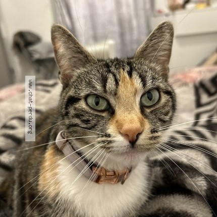 Photo de chat perdu à Marseille