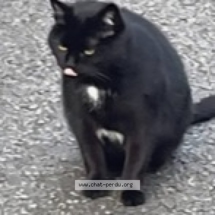 Photo de chat perdu à Perigny