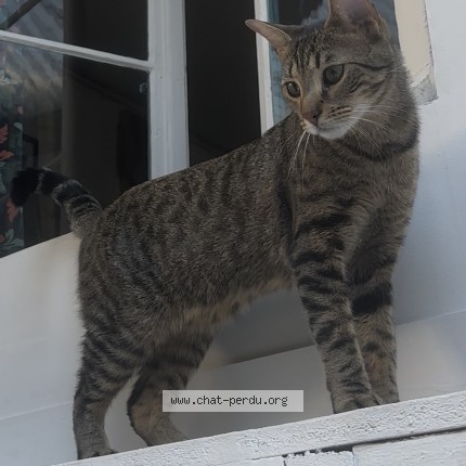 Photo 1/1 Chat trouvé Trouvé à Paris