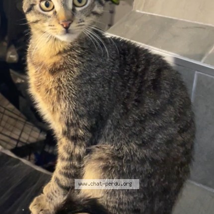 Photo 1/1 Chat retrouvé Perdu à La Noe Poulain