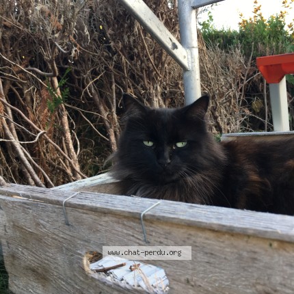 Photo de chat perdu à Bouguenais