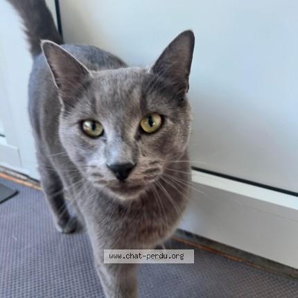 Photo de chat perdu à Cornebarrieu
