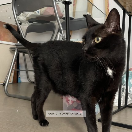 Photo 1/1 Chat trouvé Trouvé à Rouen