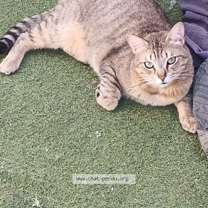 Photo de chat perdu à Vitrolles