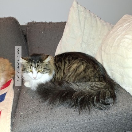 Photo 1/1 Chat retrouvé Perdu à Nieulle Sur Seudre