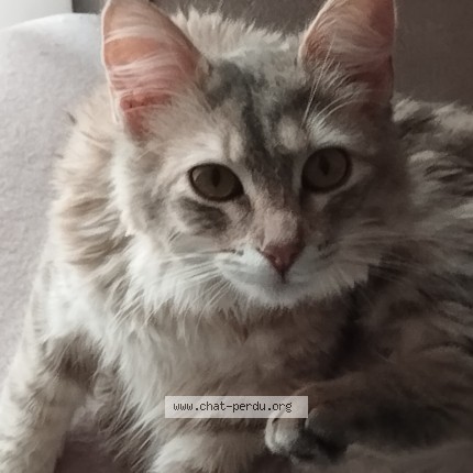 Photo 2/3 AHSOKA Chat perdu à Auberives Sur Vareze
