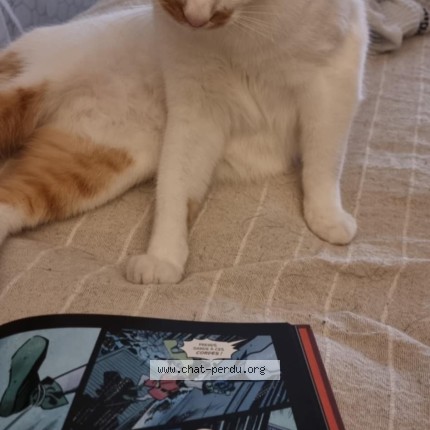 Photo 1/1 Chat retrouvé Perdu à Waltenheim Sur Zorn