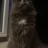 kallie